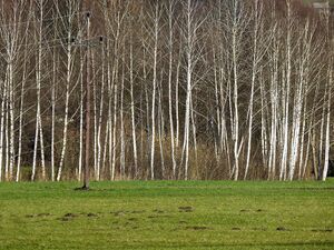 Ennsau bei Reithtal 300545.JPG