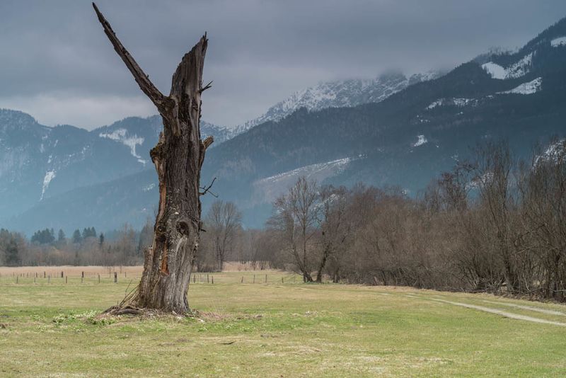 Datei:Grieshof Baum.jpg