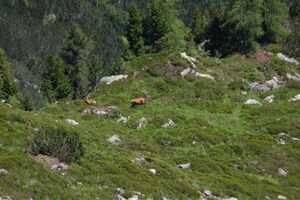 Hirsche fürstkar 1309 13-07-13.jpg