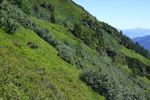 Kolbalm 94700 2015-07-11.jpg