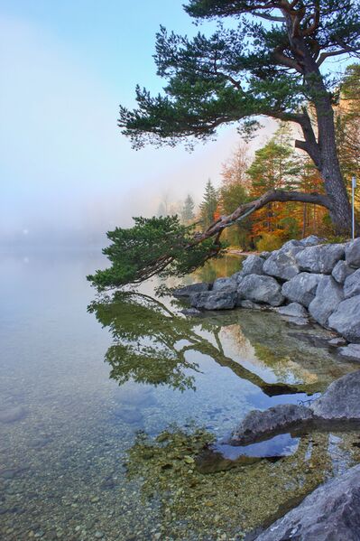 Datei:Naturdenkmal 339-1000-2014-11-03.jpg