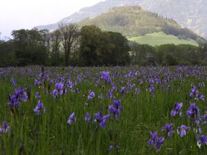Trautenfels niederstuttern 57807 2014-05-14.jpg