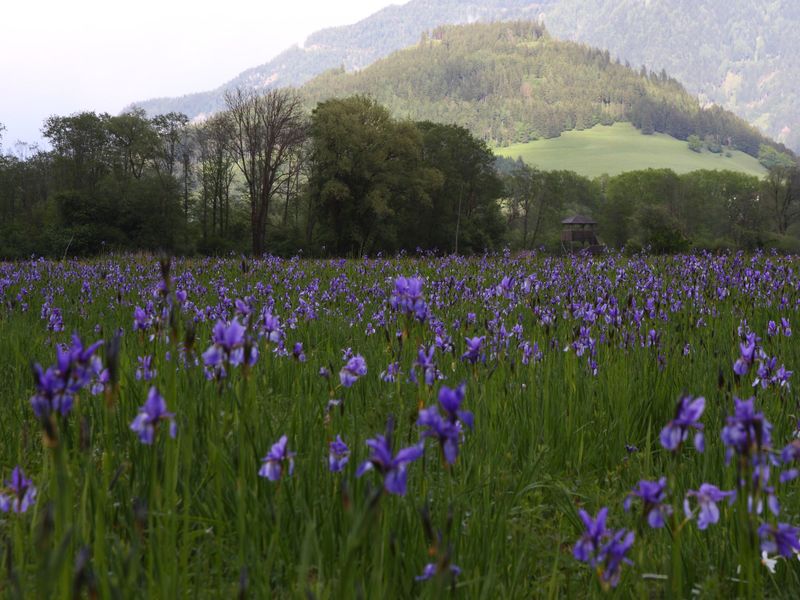 Datei:Trautenfels niederstuttern 57807 2014-05-14.jpg