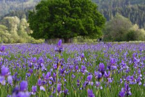 Enns-Altarme Niederstuttern 58405 2014-05-21.jpg