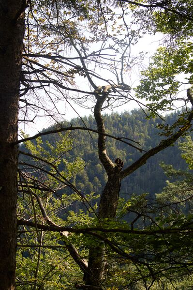 Datei:Kalvarienberg K-Landl-0177-2025-08-06.jpg