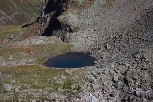 Nördliche krukecklacke 02088 2015-09-13.jpg