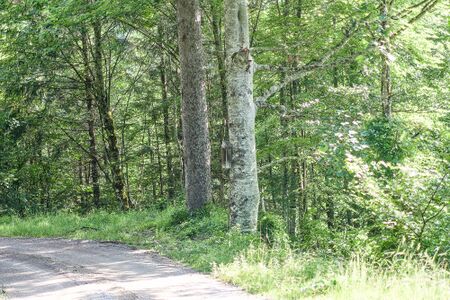 BST Sulzbachalm Palfau-0586-2025-06-24.jpg