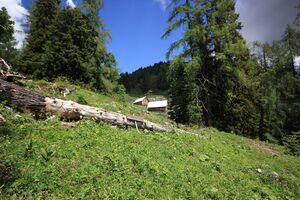 Gößlalm 77683 2018-06-04.jpg