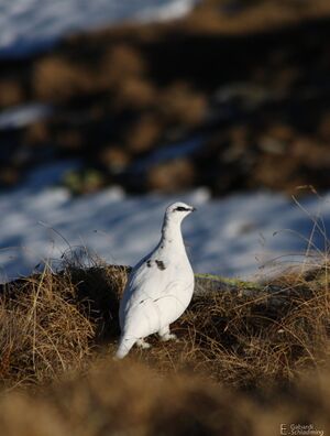 Schneehuhn1277.jpg
