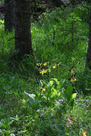 Frauenschuh 2048 2008-05-29.jpg