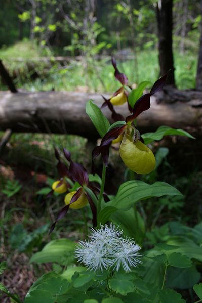 Datei:Frauenschuh 2316 2011-05-26.jpg