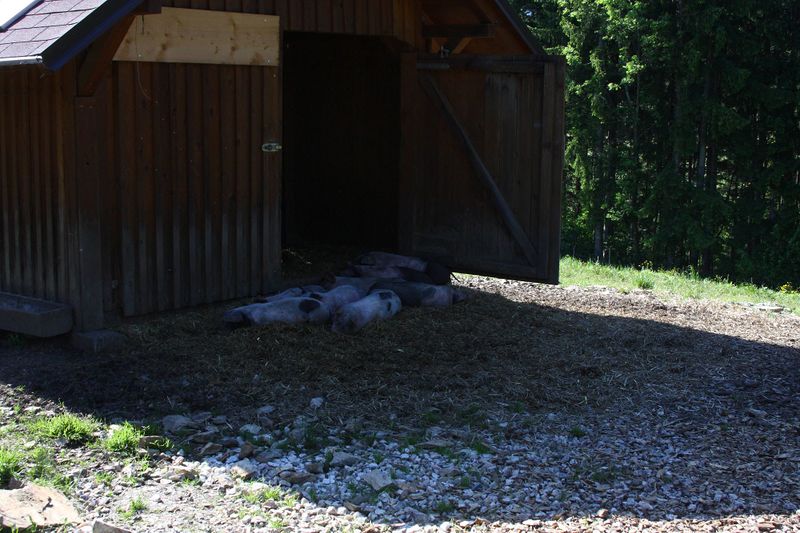 Datei:Grimmingsau moarhof 58221 2014-05-21.jpg