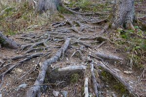 Gustl steig wagenbänkalm-0105-2022-11-14.jpg