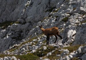 Traglhals 1696 2011-08-05.jpg