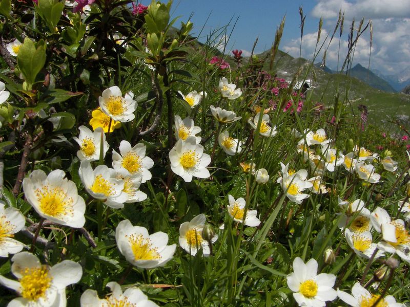 Datei:Weiße silberwurz-giglach 90683 2006-07-10.jpg