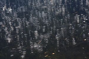 Duisitzkarsee 14376 2011-11-30.jpg