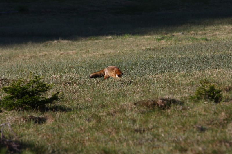 Datei:Rotfuchs sabinkar 90291 2015-06-08.jpg