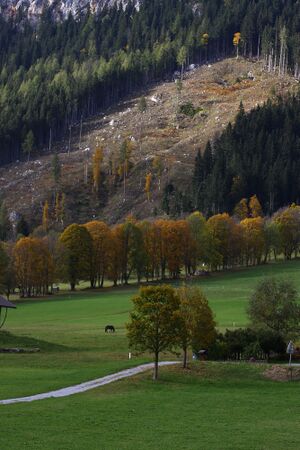 Ahorn rausch ramsau 05880 2015-10-09.jpg