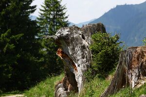 Beireutalm 90054 2015-06-08.jpg