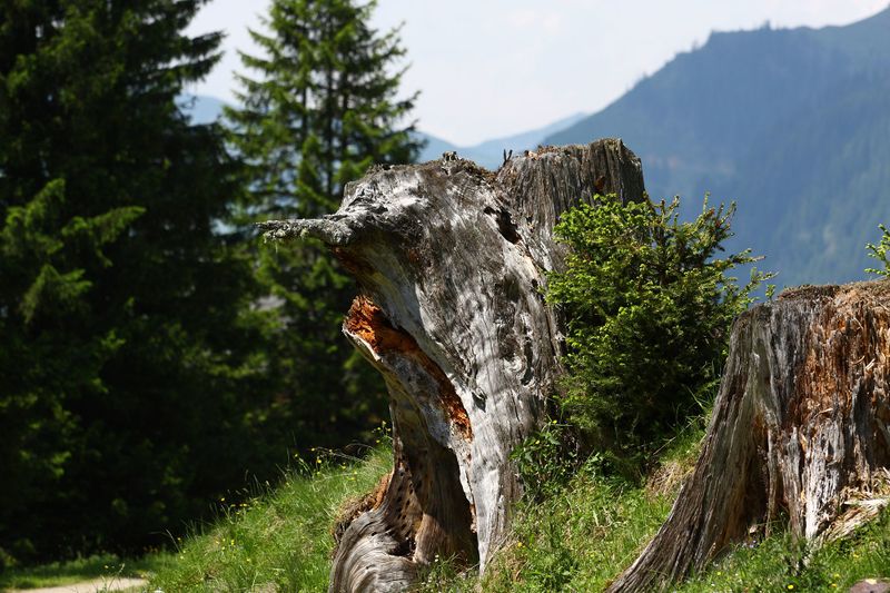 Datei:Beireutalm 90054 2015-06-08.jpg