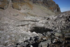 Goldlacken 0294 2013-10-08.jpg