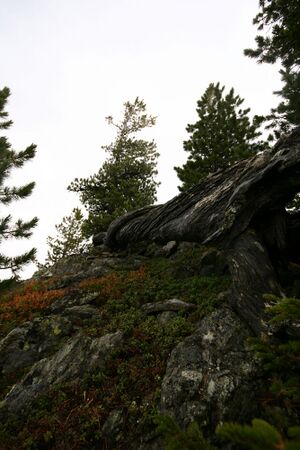 Guschen 20064 2007-09-28.jpg