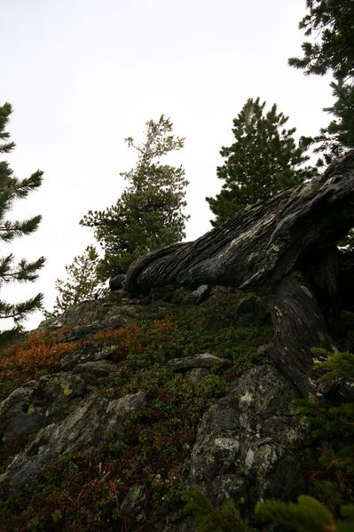 Datei:Guschen 20064 2007-09-28.jpg