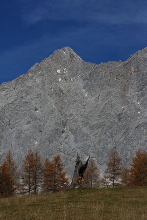 Walcheralm lärchen 11940 2015-11-04.jpg