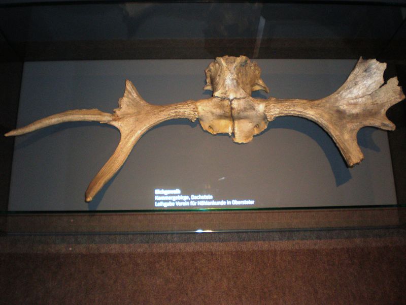 Datei:Elchgeweih Kammergebirge.jpg