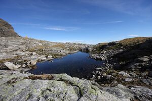 Goldlacken 0324 2013-10-08.jpg