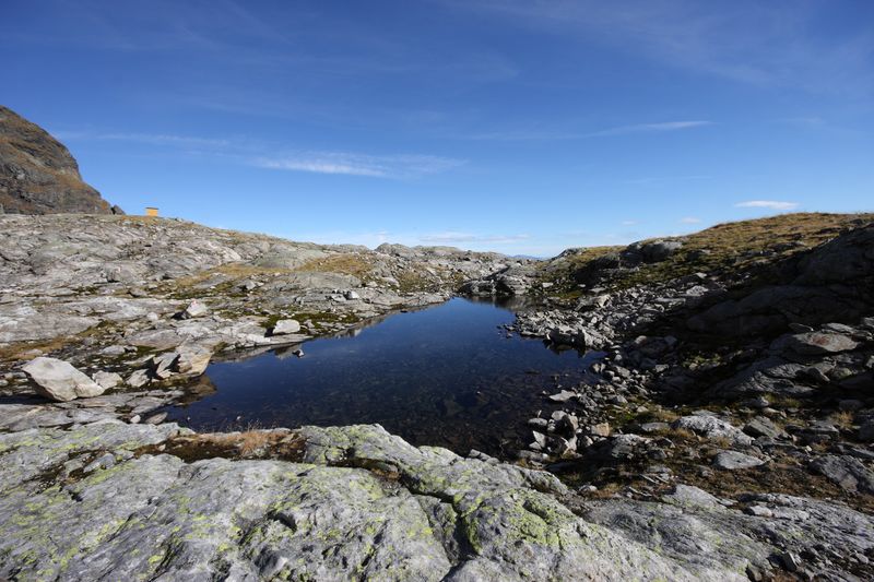 Datei:Goldlacken 0324 2013-10-08.jpg