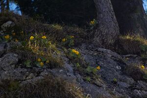 Petergstamm langkar 20-05-07 1231.jpg