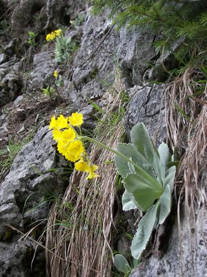 Petergstamm silberkar 90535 2006-05-10.jpg