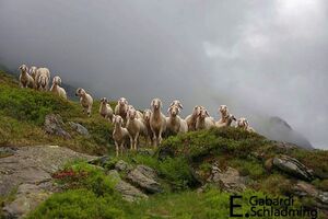 PlanaiHWIMG 7049.jpg