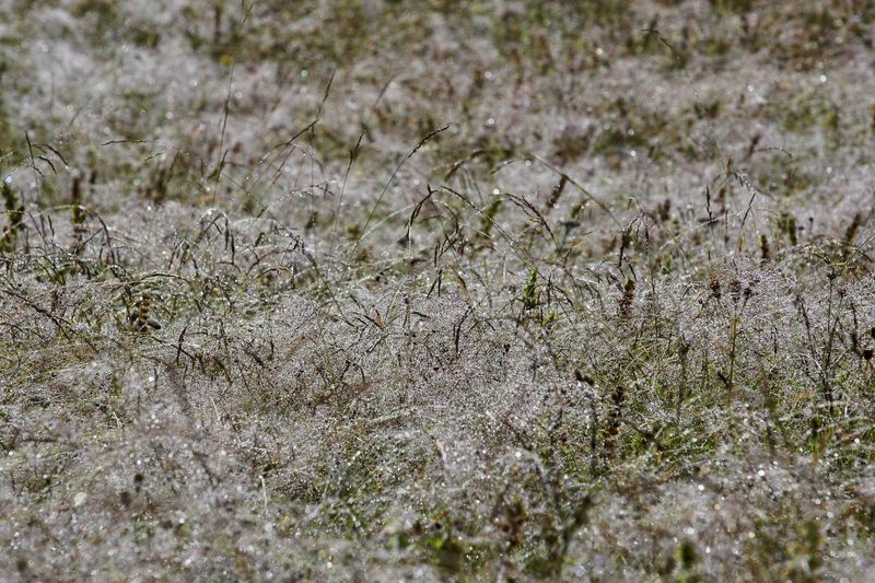 Datei:Striegler kleinsölk 54051 2017-07-21.jpg