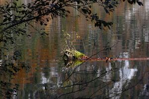 Toplitzsee 77762 2014-11-03.jpg