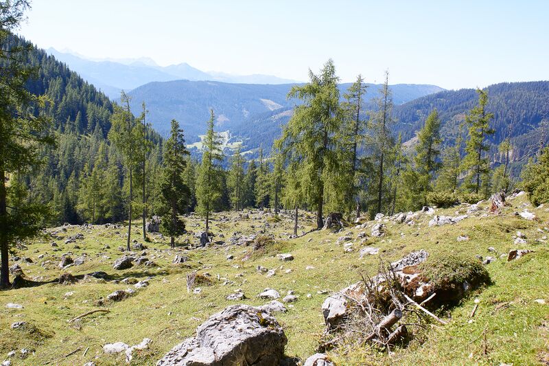 Datei:Waldboden-türlwand-0075-2021-09-02.jpg
