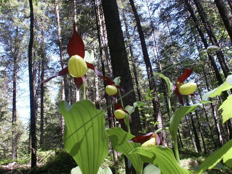 Datei:Frauenschuh 1973 2004-05-30.jpg