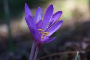 Herbstzeitlose jagersberger 01491 2015-09-12.jpg