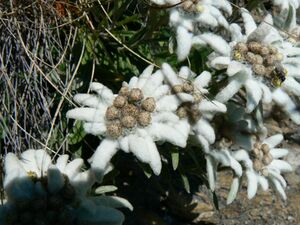 Krügerzinken thomas 19572 2007-08-26.jpg