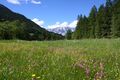 Kuckuckslichtnelke obertal 24950 2016-06-15.jpg