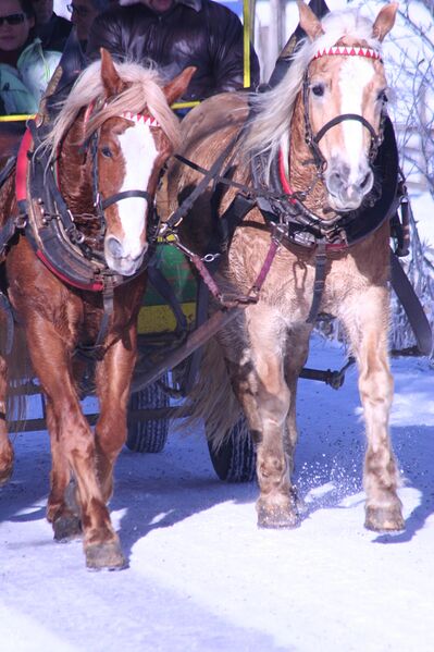 Datei:Pferdeschlitten rohrmoos-3102-2006-12-25.jpg