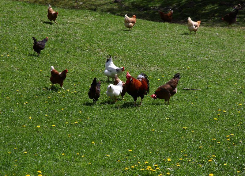 Datei:Sagschneiderhof kleinsölk 72898 2014-05-10.jpg