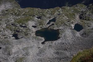 Goldlacken 0620 2011-08-23.jpg