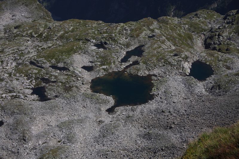 Datei:Goldlacken 0620 2011-08-23.jpg