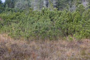 Knoppenmoos pichl-0281-2021-10-30.jpg