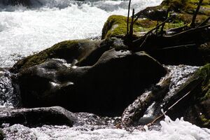 Untertalbach 2178 2009-05-29.jpg