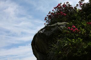 Herzmaierkar 32486 2011-07-06.jpg