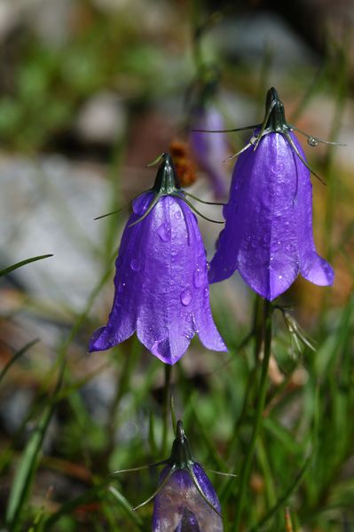 Datei:Im stegerkar 23839 2008-07-09.jpg