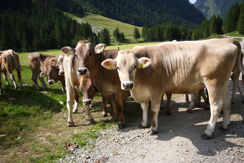 Datei:Potzalm 1581 13-07-13.jpg